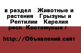  в раздел : Животные и растения » Грызуны и Рептилии . Карелия респ.,Костомукша г.